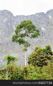 Tall trees in the tropical forests on mountains of Thailand.&#xA;