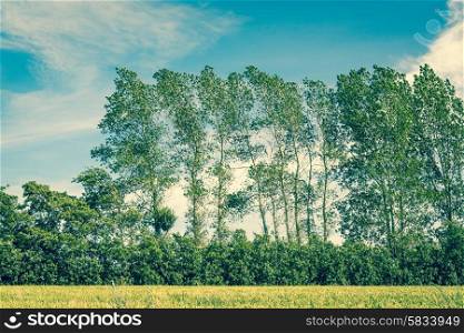 Tall trees on a fresh green field with blue sky