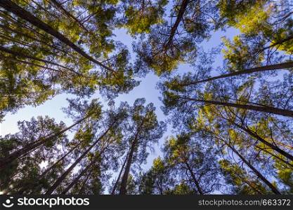 tall trees stretching into the sky
