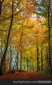 Tall trees with awrm colors in a forest at autumn