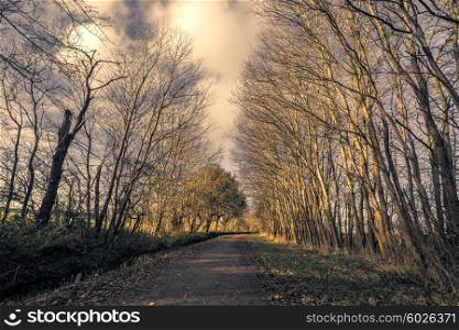 Tall trees without leaves by a nature road in the late autumn