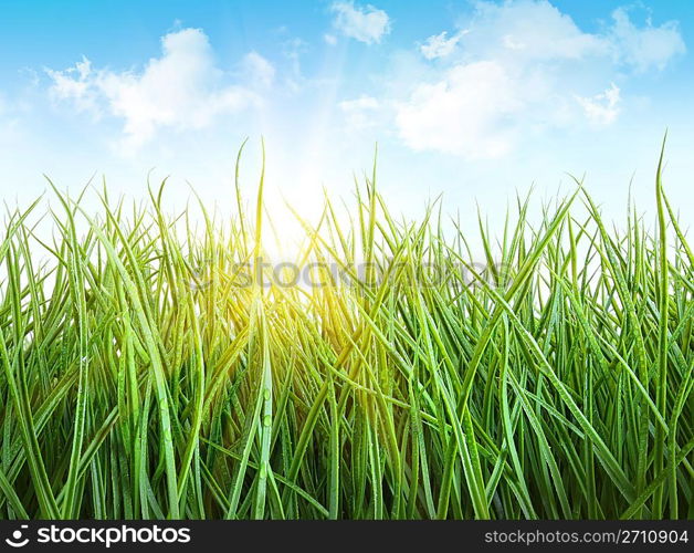 Tall wet grass against a blue sky