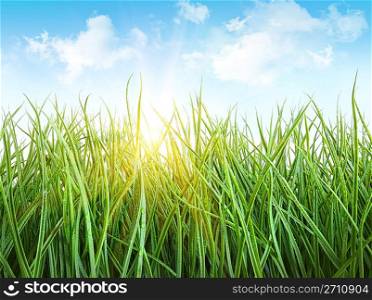 Tall wet grass against a blue sky