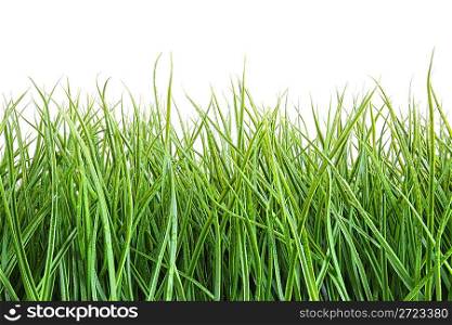 Tall wet grass against a white