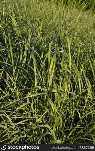 Tall wheatgrass (Agropyron, elongatum)