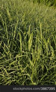 Tall wheatgrass (Agropyron, elongatum)