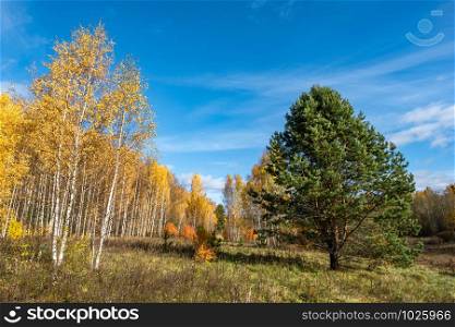 Tall white-birch birch trees with bright yellow leaves and a green branchy pine tree on a sunny autumn day.