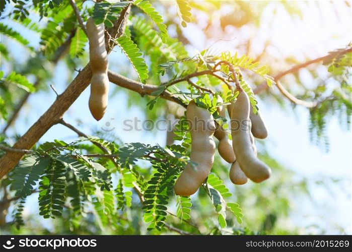 Tamarind tree, ripe tamarind fruit on tree with leaves in summer background, Tamarind plantation agricultural farm orchard tropical garden