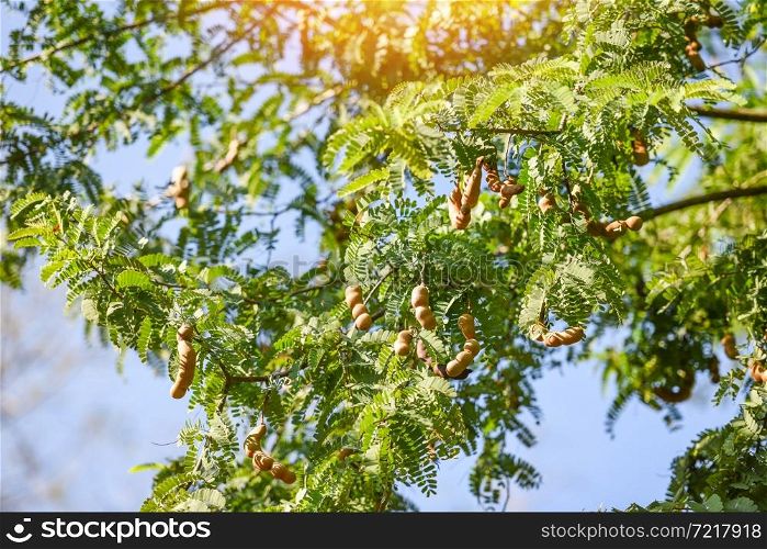 Tamarind tree, ripe tamarind fruit on tree with leaves in summer background, Tamarind plantation agricultural farm orchard tropical garden