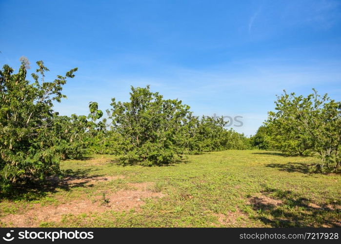 Tamarind tree, ripe tamarind fruit on tree with leaves in summer background, Tamarind plantation agricultural farm orchard tropical garden