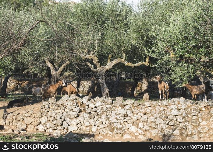 Tame goats among the olive trees. Sun light
