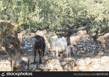 Tame goats among the olive trees. Sun light