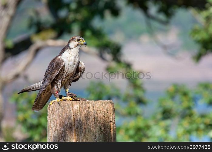 Tame peregrine falcon sitting on a pole in nature