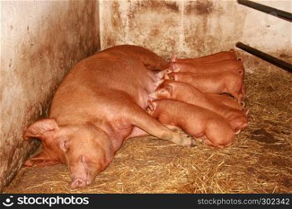 Tamworth Pigs in Farrowing Pen