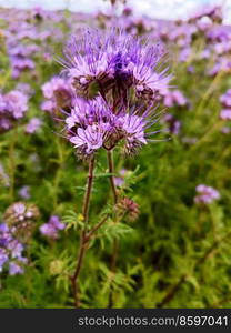 Tanacetifolia  lacy  Phacelia flowers blossom. Blooming agriculture summer field. Nature rural sunny scene, Europe. Blue or purple tansy petals. Honey production. Close-up photo.