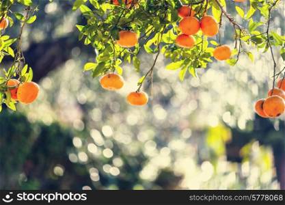 tangerine in garden