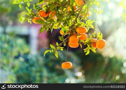 Tangerine in garden