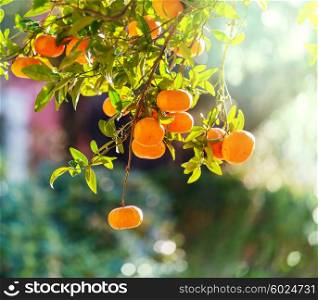 Tangerine in garden