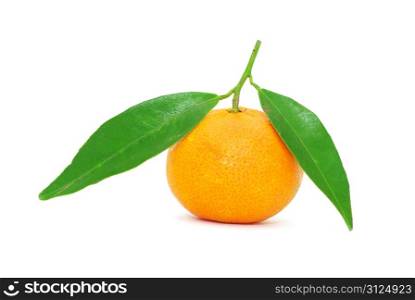 tangerine isolated on a white background