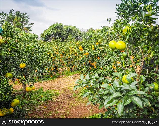 Tangerine orange farm in Jeju island, South Korea