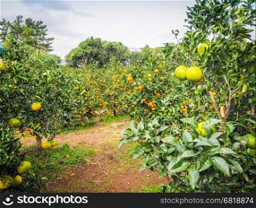 Tangerine orange farm in Jeju island, South Korea