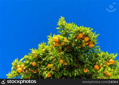 Tangerine tree. Oranges on a citrus tree. clementines ripening on tree against blue sky