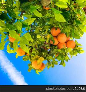 Tangerine tree. Oranges on a citrus tree. clementines ripening on tree against blue sky