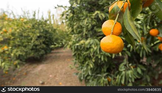 Tangerines hang on the trees in a California Valley Orchard