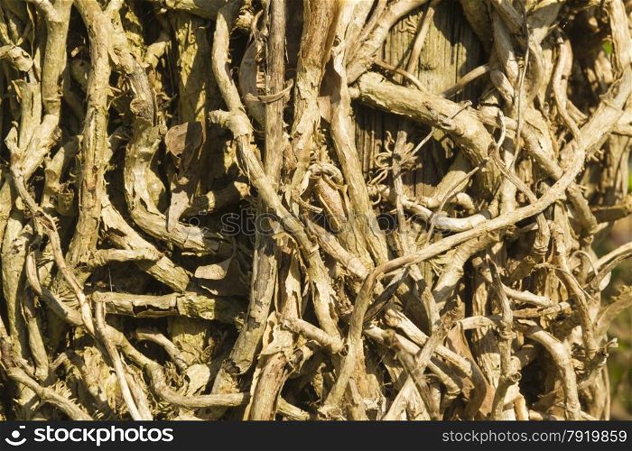 Tangle of ivy vines or branches against wooden fence, Hedera helix, UK ivy.