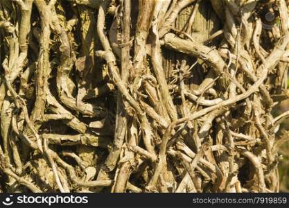 Tangle of ivy vines or branches against wooden fence, Hedera helix, UK ivy.