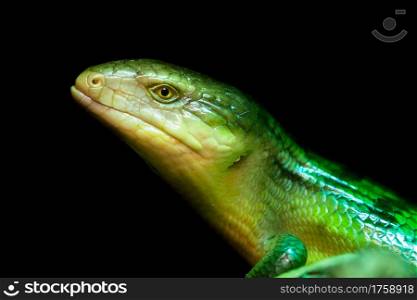 Tanimbar skink, green lizard standing on a piece of wood. Tiliqua scincoides chimaerea close up.