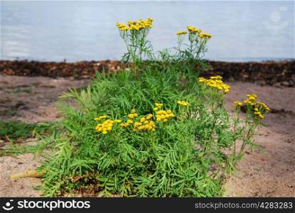 Tansy flowers blossom at the beach at autumn.