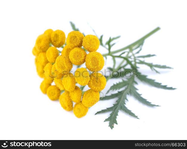 Tansy flowers on a white background