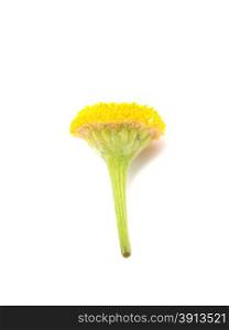 Tansy on a white background