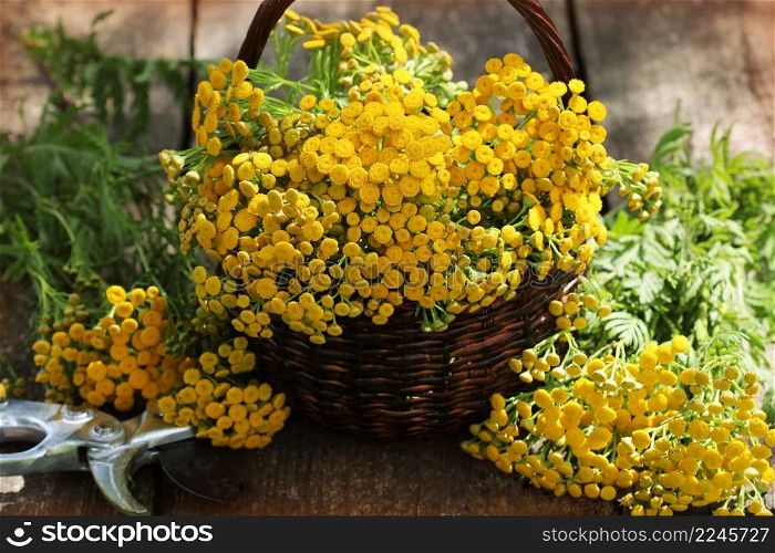 Tansy Tanacetum - perennial herbaceous plants Compositae Asteraceae . Herbs harvesting of medicinal raw materials .. Tansy Tanacetum - perennial herbaceous plants Compositae Asteraceae . Herbs harvesting of medicinal raw materials