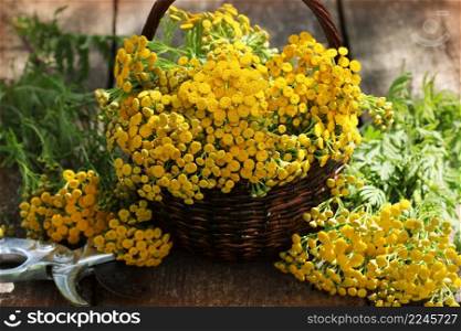 Tansy Tanacetum - perennial herbaceous plants Compositae Asteraceae . Herbs harvesting of medicinal raw materials .. Tansy Tanacetum - perennial herbaceous plants Compositae Asteraceae . Herbs harvesting of medicinal raw materials