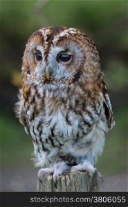Tany Owl, Strix aluco.