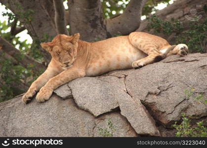 Tanzania, Africa - Serengeti, Ngorongoro Crater