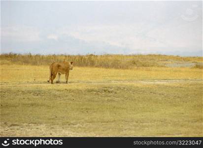 Tanzania, Africa - Serengeti, Ngorongoro Crater