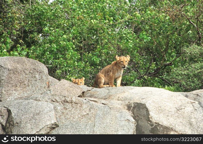 Tanzania, Africa - Serengeti, Ngorongoro Crater