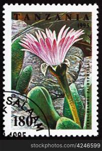 TANZANIA - CIRCA 1995: a stamp printed in the Tanzania shows Cerochlamys Pachyphylla, Cactus Flower, circa 1995