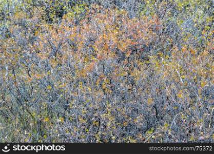 tapestry of shrubs nad bushes in fall colors in Colorado's Rocky Mountains