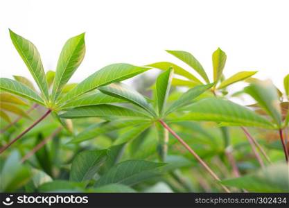 Tapioca or Cassava field, Tropical food plant