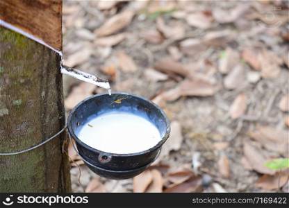 Tapped Rubber Tree with Plastic Bowl in rubber plantation with sunlight.