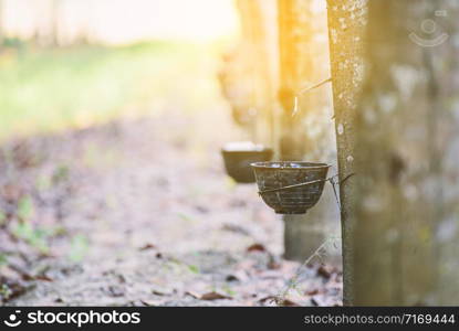 Tapped Rubber Tree with Plastic Bowl in rubber plantation with sunlight.