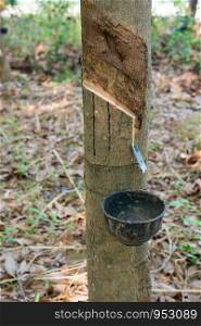 Tapping latex rubber tree, Rubber Latex extracted from rubber tree.
