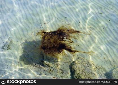 Tar oil flowing on sea water surface. Polluted sandy beach.