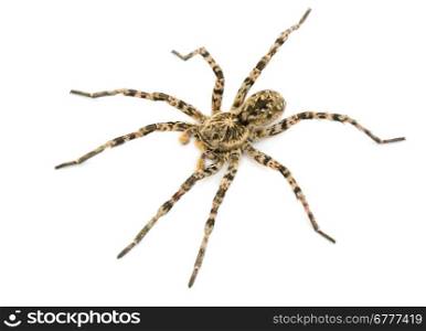 tarantulas spider isolated on white background