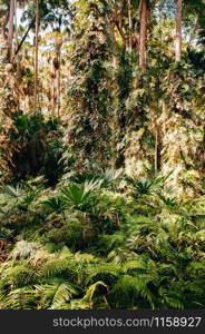 Taraw palm (Livistona saribus) and lush green ancient tropical forest at Wat Pa Kham Chanod, Buddhist Temple in Udon Thani, Thailand