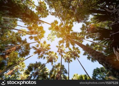 Taraw palm trees with the sky background, scientific name: Livistona saribus